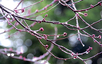 Drops, Macro, Branches, Spring HD wallpaper