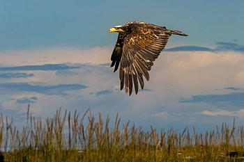 Eagle Predator Flight, eagle, birds HD wallpaper