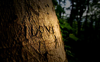 Love, Wood, Wooden, Tree, Inscription HD wallpaper