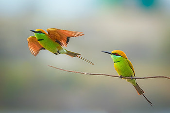 Bee Eaters, bird, green, couple, pasare, orange HD wallpaper