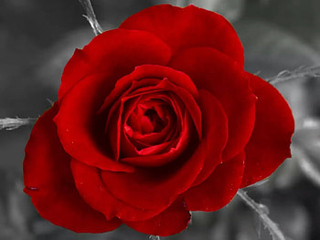 Rose, black, red, flower HD wallpaper