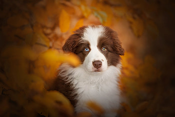 Cute puppy, dog, puppy, brown, cute, autumn, orange, toamna, caine, sweet HD wallpaper