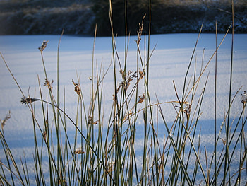 Frozen Lake, winter, reeds, snow, nature, lake, ice, pond HD wallpaper