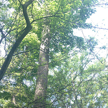 Walk through trees, Elm tree, Nature, Page 6 HD phone wallpaper