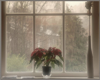 Glamor graphy, drop, rain, window, flower, tree HD wallpaper