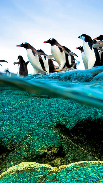 Diving penguins , delight, Underwater wonders, Arctic charm HD phone wallpaper