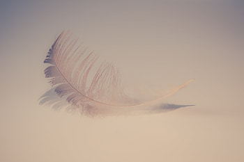Feather Soft , feather HD wallpaper