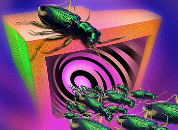 Computer Bugs, computer screen, humour, bugs HD wallpaper