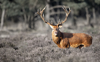 Deer , Nature's beauty, Majestic creatures, Wildlife graphy HD wallpaper