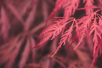 Red Leaf Macro , leaf, red, macro, graphy, nature HD wallpaper