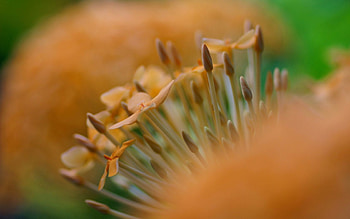 Flower, Plant, Macro, Blur, Smooth HD wallpaper