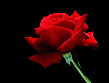 adi, nature, flowers HD wallpaper