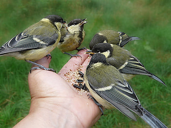 birds for wren, sweet, friend, birds, hand HD wallpaper
