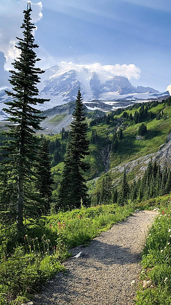 Nature, Nature Trees HD phone wallpaper
