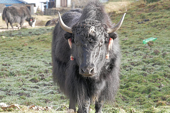 Ancient tradition, Himalayan region, Threatened yak herders, Cultural heritage HD wallpaper