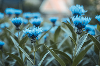 Flowers, Field, Buds HD wallpaper