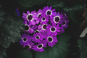 Flowers, Lilac, Petals, Bloom, Flowering HD wallpaper