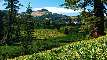 Lassen Volcanic National Park, California, wildflowers, hills, blossoms, landscape, trees, clouds, sky, usa HD wallpaper