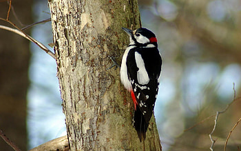 Woodpecker , High-resolution , background, Visual appeal HD wallpaper