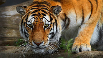 0 Tiger Full Tiger Full HD wallpaper