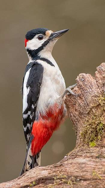 Woodpecker, Animals, Bird HD phone wallpaper