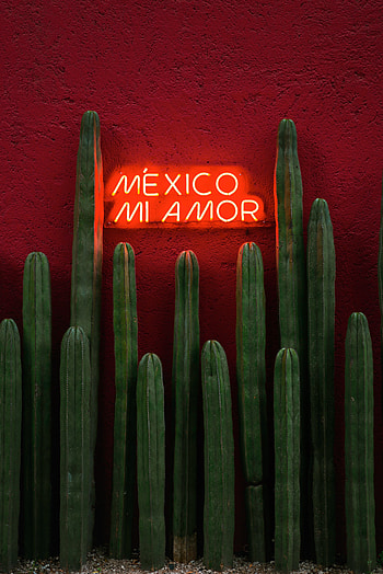 Cactuses, Words, Neon, Text, Sign, Signboard HD phone wallpaper