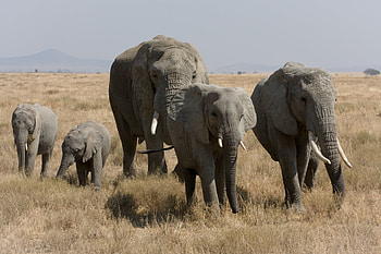 Animals, Grass, Elephants, Stroll HD wallpaper