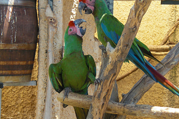 green parrots, jungle, parrots, zoo, tropical HD wallpaper