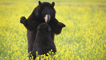 Animals, Flowers, Grass, Bears, Young, Joey HD wallpaper
