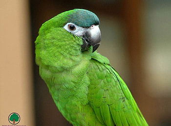 adi, birds, animals HD wallpaper