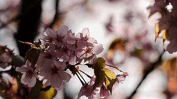 Flowers, Macro, Petals, Shadow HD wallpaper