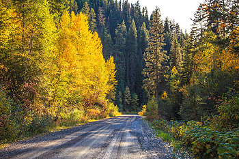 Nature, Trees, Autumn, Road, Forest HD wallpaper