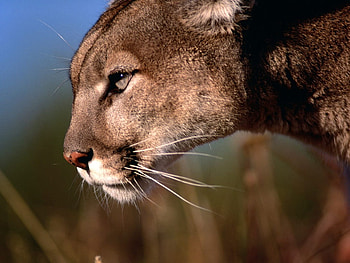 cougar_meditating, tiger, animals, cougar, face, nature HD wallpaper
