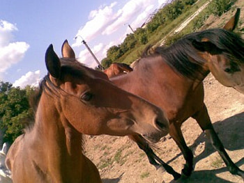 Arabian horses, horse, slovakia, rohoznica HD wallpaper