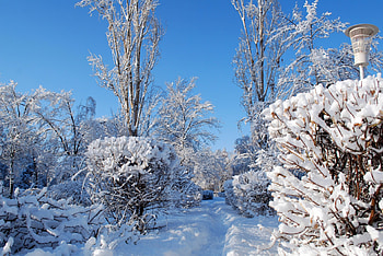 * White winter *, winter, nature, forest, snow HD wallpaper