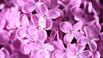 Lilac, Flower, Macro, Petals, Bud HD wallpaper