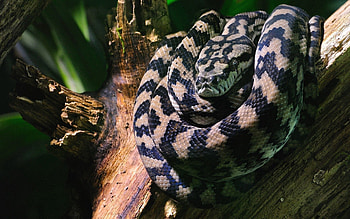 Animals, Wood, Tree, Spotted, Snake, Predatory, Carnivorous HD wallpaper