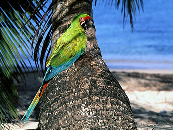 Animals, Birds, Parrots HD wallpaper