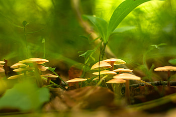 Plants, Grass, Mashrooms, Macro HD wallpaper