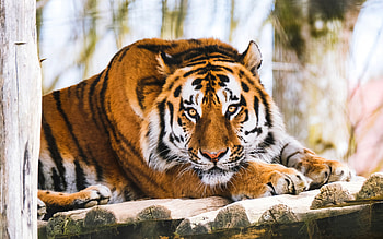 tiger, wild cat, wildlife, calm tiger, dangerous animals, tigers, Asia HD wallpaper