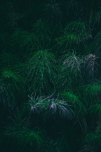 Tree branches, green, spikes HD phone wallpaper