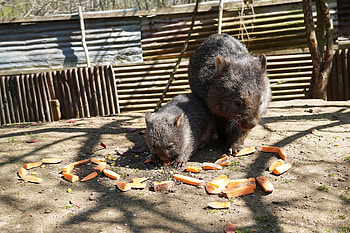 Hannover zoo, Wombats HD wallpaper