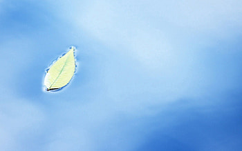 Water, Macro, Sheet, Leaf HD wallpaper