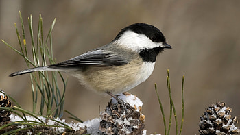 Little Bird, Bird, Branch, Little, Animal HD wallpaper