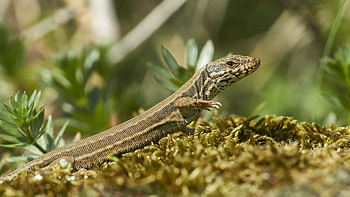Animals, Lizard, Reptile, Scale, Scales HD wallpaper