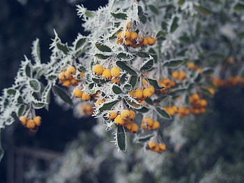 Berries, Macro, Frost, Rime HD wallpaper