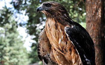Hawk majesty, Tree perched, Animal HD wallpaper