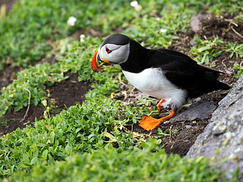 PUFFIN BIRD, PUFFIN, , ANIMAL, BIRD HD wallpaper