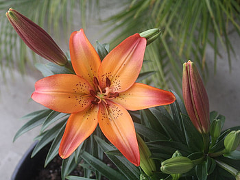 BEAUTIFUL LILY, nature, flowers, orange, lily HD wallpaper