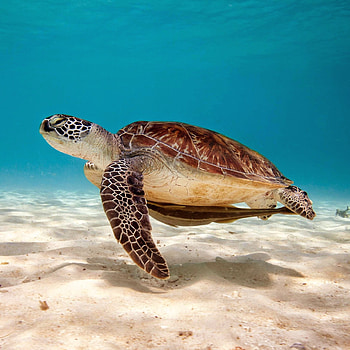 Sea sand turtle, Animals , Sea turtle HD phone wallpaper